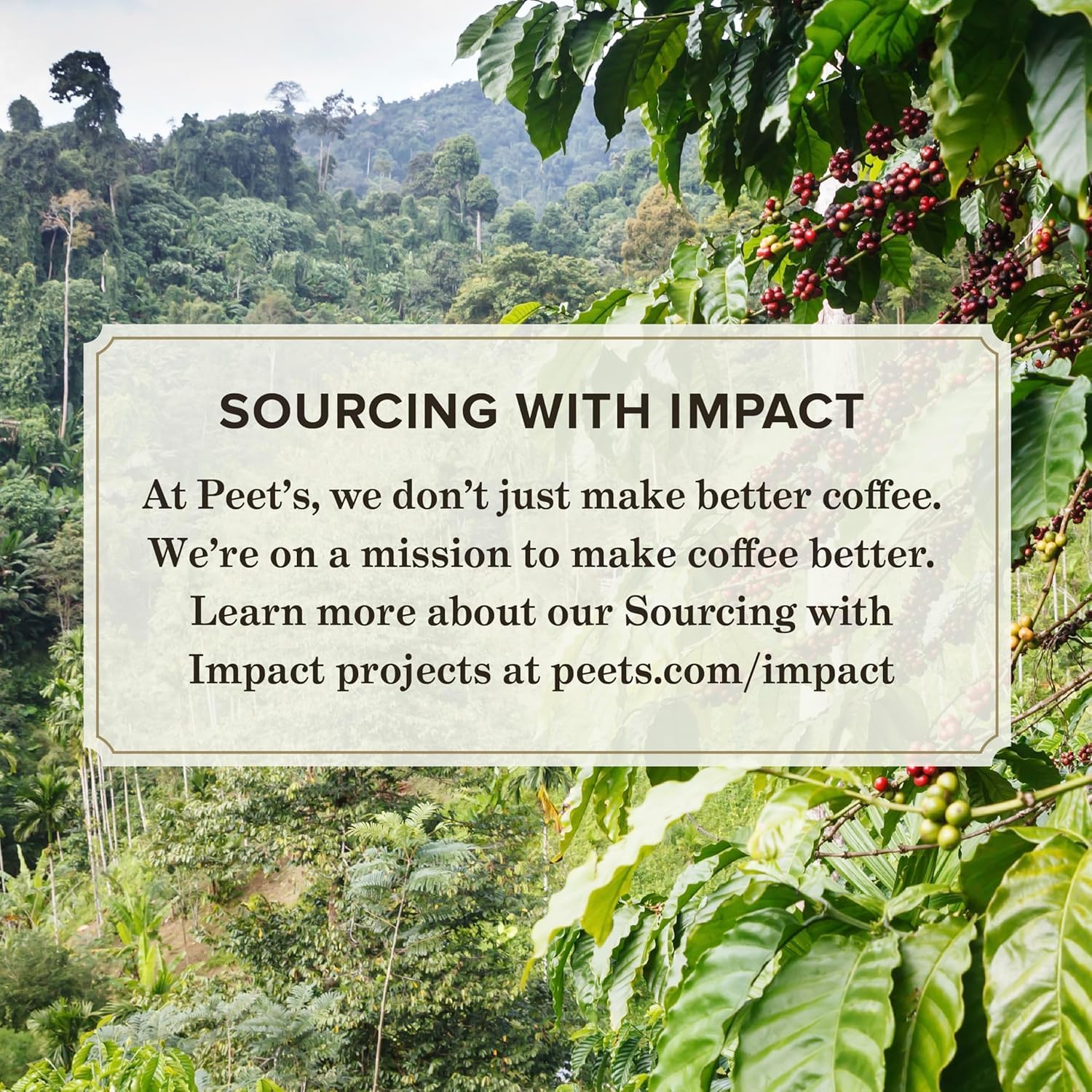 Peet's Coffee, Medium Roast Keurig K-Cup Pods - Café Domingo 54 Count (1 Box of 54 Pods)
